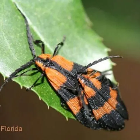 thumbnail for publication: Banded Net-Winged Beetle, Calopteron discrepans (Newman) (Insecta: Coleoptera: Lycidae)